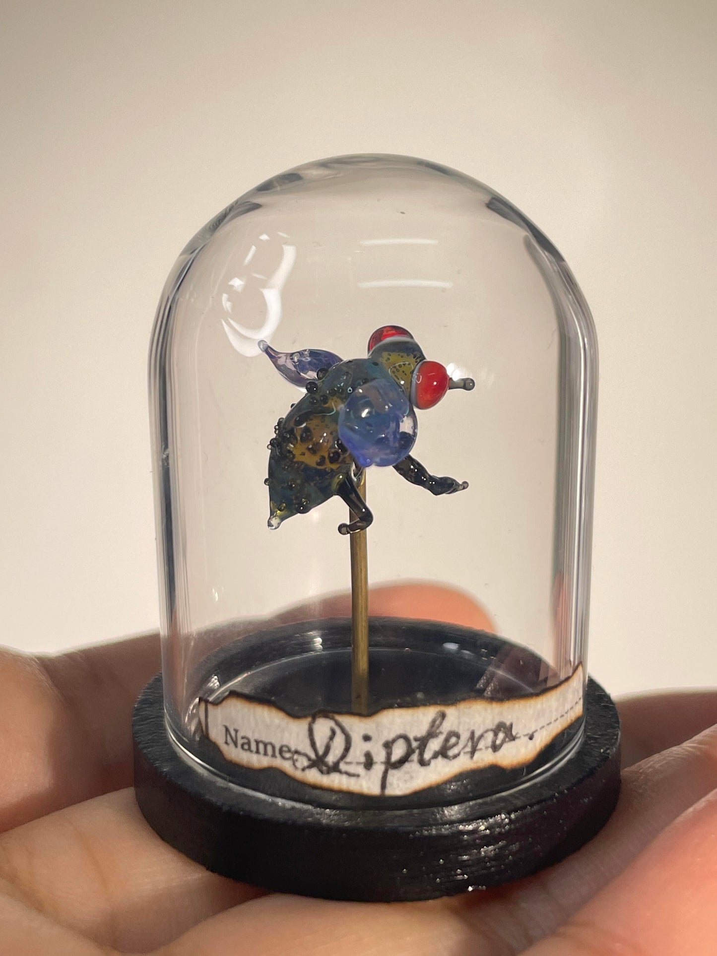 Glass Ghost Fly: Scarlet-Eyed Phantom